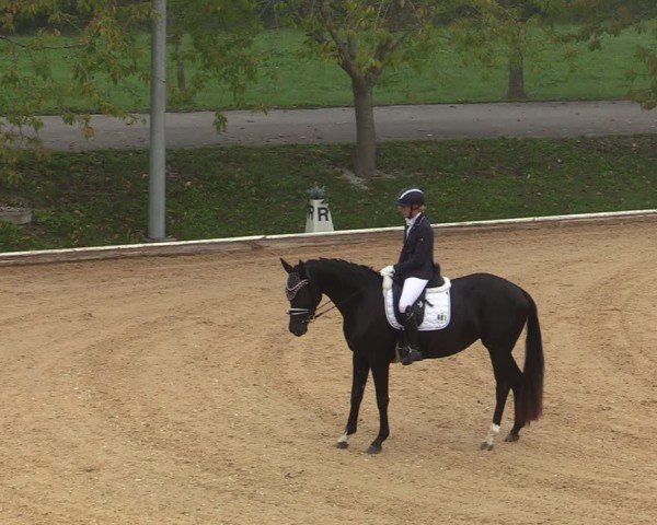 Reitturnier Wels 2024