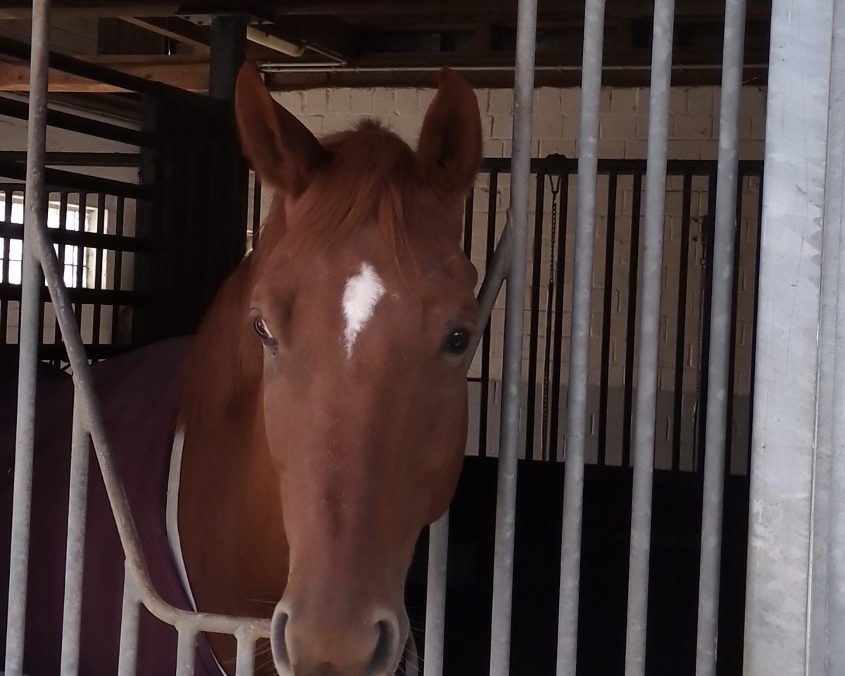 dressage horse Feiner Muck 2 (Westphalian, 2016, from Fürst Romancier)