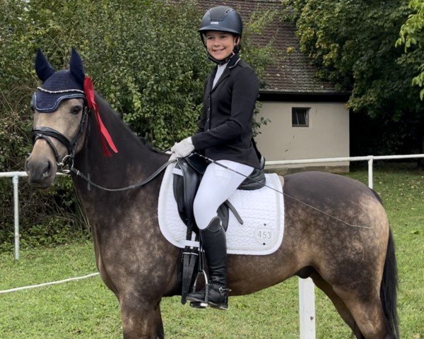 jumper Magic Night von der Mühle (German Riding Pony, 2014, from Centauro's Midas)