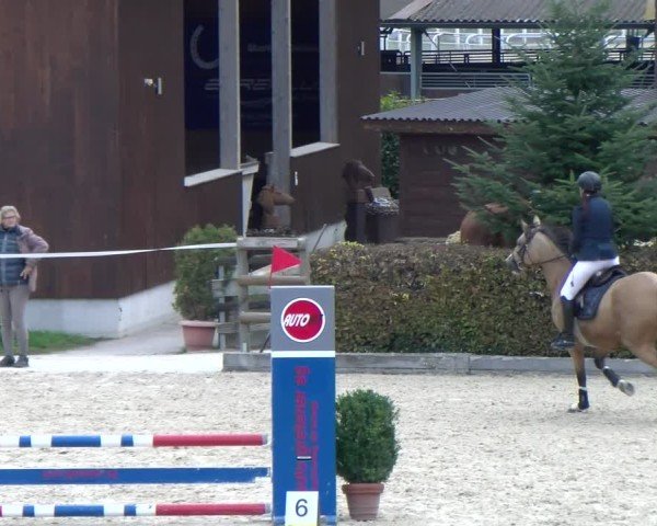 Reitturnier Dielsdorf 2024