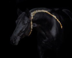 jumper Cordoba Rt (Hanoverian, 2012, from Classe VDL)