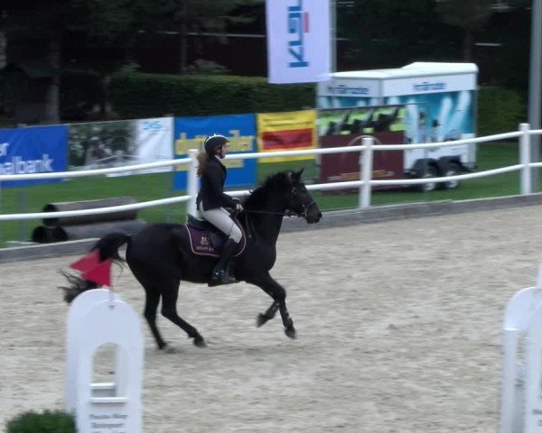 Reitturnier Dielsdorf 2024