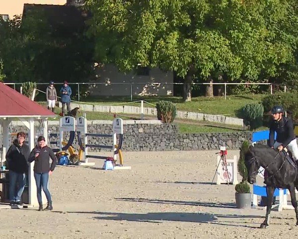 Reitturnier Frankenhof-Sonnefeld/Ofr. 2024