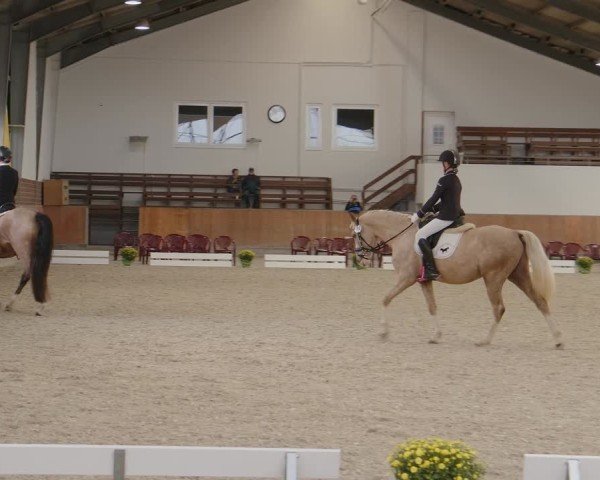 Reitturnier Frechen-Grefrath - Sonnenhof 2024