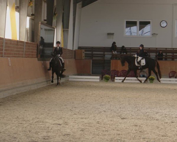 Reitturnier Frechen-Grefrath - Sonnenhof 2024