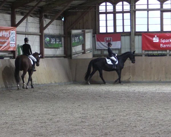 Reitturnier Elisenau 2024