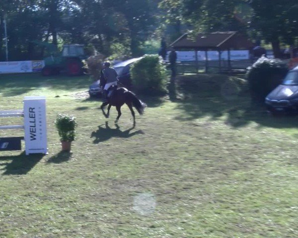Reitturnier Scharnebeck 2024