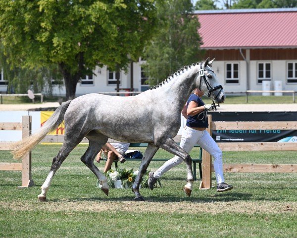 Springpferd Chica del Aire 3 (Deutsches Sportpferd, 2020, von Vingino)