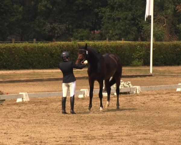 Reitturnier Münster-Handorf 2013
