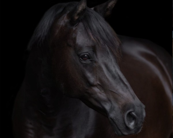 dressage horse Black Pearl 93 (German Warmblood, 2011, from Black Jack 175)