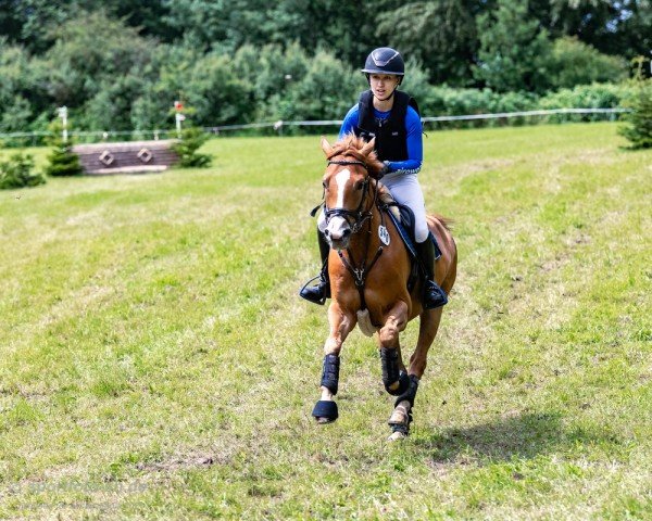 jumper Ms. Moneypenny 4 (German Riding Pony, 2019, from Steendieks Morgensterns Dalai)