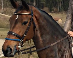 jumper Lolita 216 (Hanoverian, 2007, from Landor S)