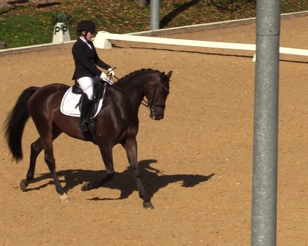Reitturnier Wels 2024