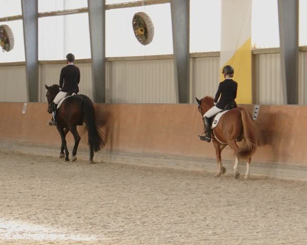 Reitturnier Frechen-Grefrath - Sonnenhof 2024