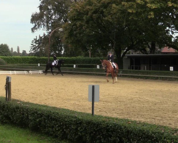 Reitturnier Bottrop-Kirchhellen 2024