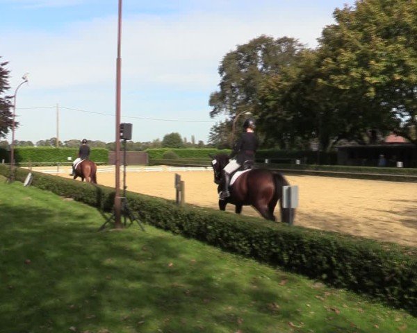 Reitturnier Bottrop-Kirchhellen 2024