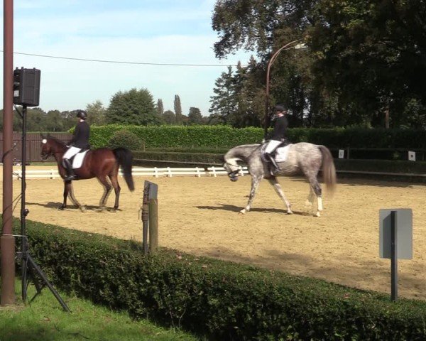 Reitturnier Bottrop-Kirchhellen 2024
