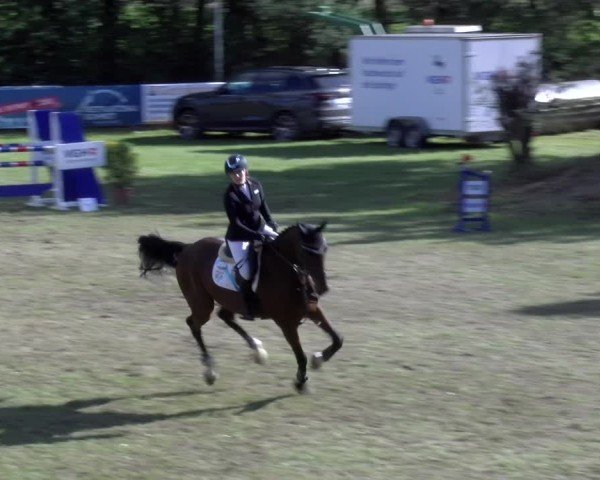 Reitturnier Scharnebeck 2024