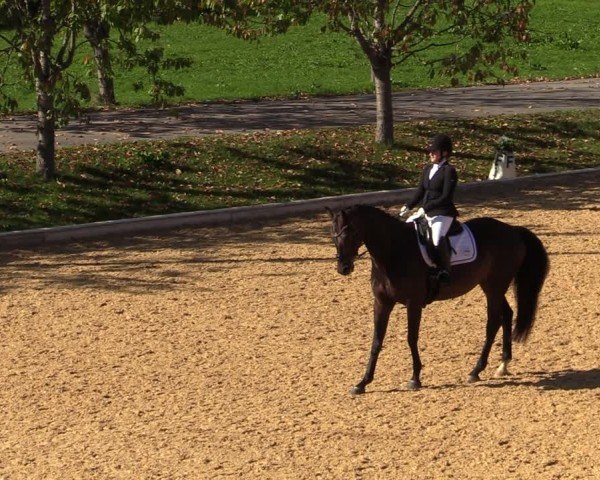 Reitturnier Wels 2024
