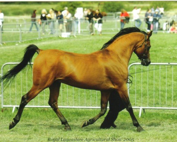 stallion Ellectron ox (Arabian purebred, 1993, from Eukaliptus ox)