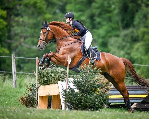 Springpferd Vitus IV CH (Schweizer Warmblut, 2014, von Viscount 22)