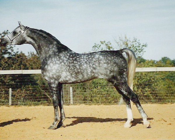 stallion Focus Khemali ox (Arabian purebred, 1981, from Ruminaja Ali 1976 ox)