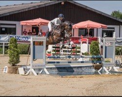 jumper Balous Baldini (Westphalian, 2012, from Balous Bellini)
