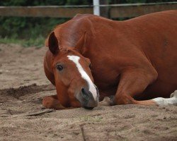 Pferd Mister Foxley (Deutsches Sportpferd,  )