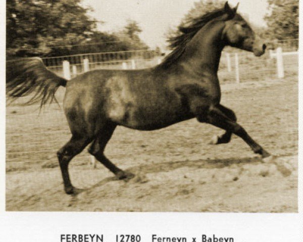 stallion Ferbeyn ox (Arabian purebred, 1957, from Ferneyn ox)