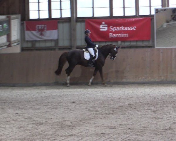 Reitturnier Elisenau 2024