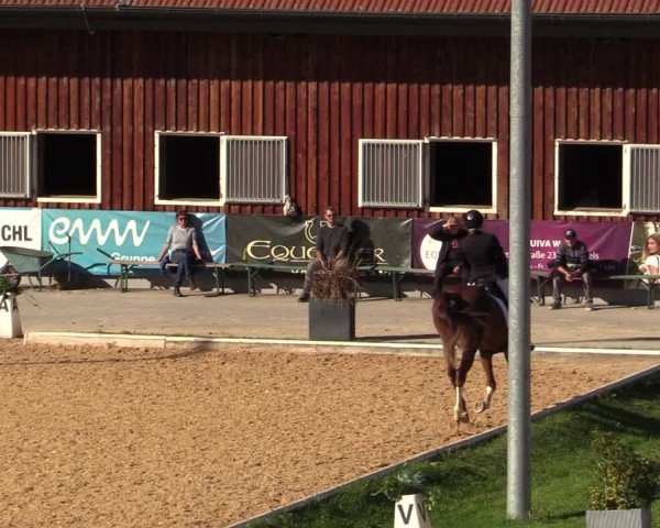 Reitturnier Wels 2024