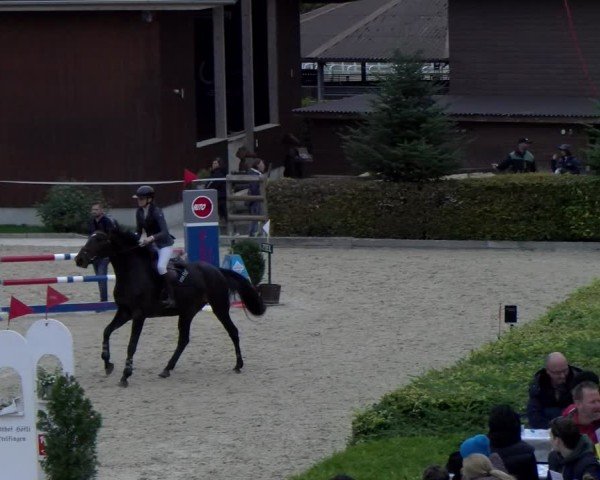 Reitturnier Dielsdorf 2024