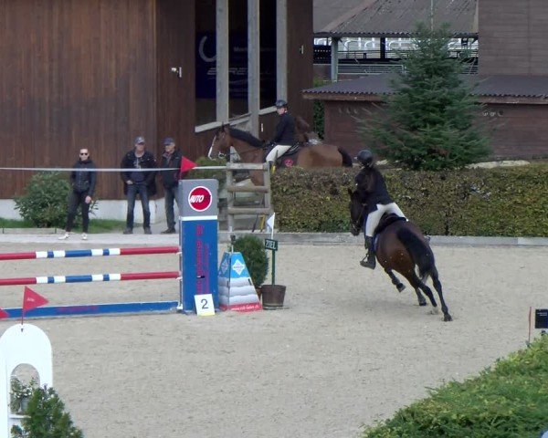 Reitturnier Dielsdorf 2024