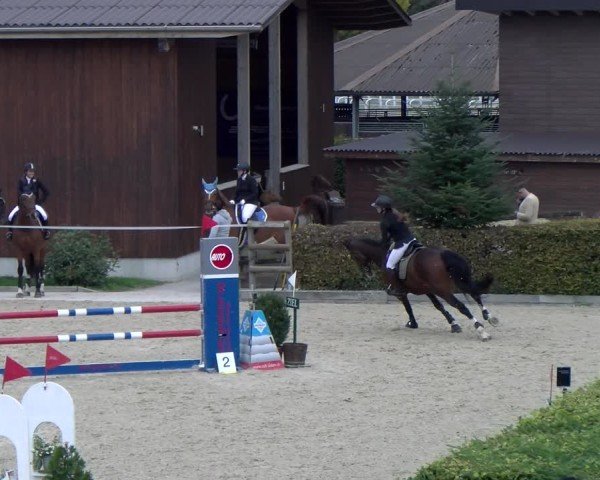 Reitturnier Dielsdorf 2024