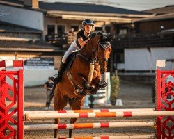 Springpferd Charles du Borget (Deutsches Sportpferd, 2017, von Cullinan du Borget B)