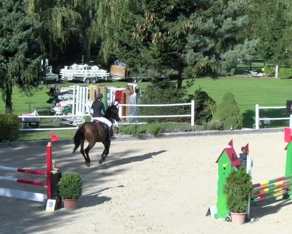 Reitturnier Dielsdorf 2024