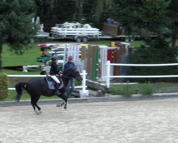 Reitturnier Dielsdorf 2024