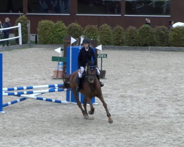 Reitturnier Dielsdorf 2024
