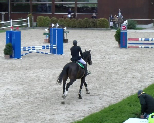 Reitturnier Dielsdorf 2024