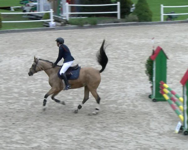 Reitturnier Dielsdorf 2024
