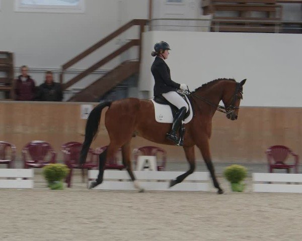 Reitturnier Frechen-Grefrath - Sonnenhof 2024