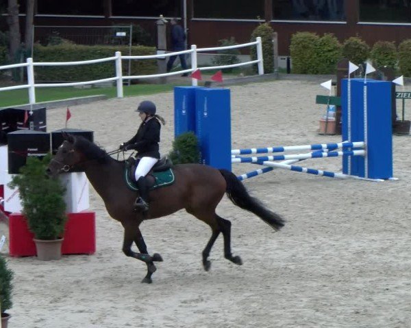 Reitturnier Dielsdorf 2024
