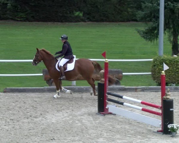 Reitturnier Dielsdorf 2024