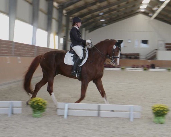 Reitturnier Frechen-Grefrath - Sonnenhof 2024