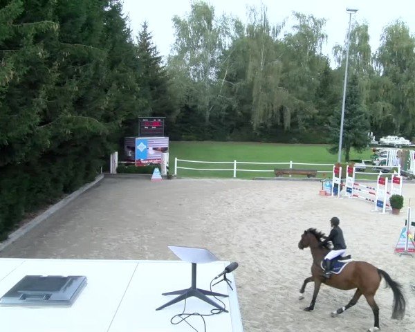 Reitturnier Dielsdorf 2024