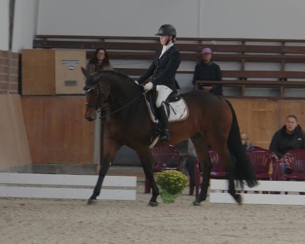 Reitturnier Frechen-Grefrath - Sonnenhof 2024