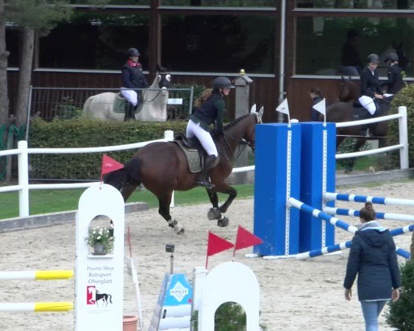 Reitturnier Dielsdorf 2024