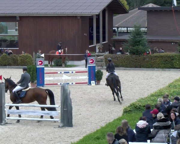 Reitturnier Dielsdorf 2024