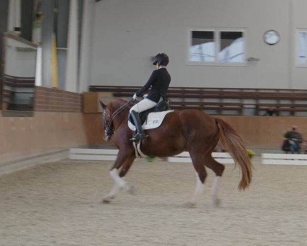 Reitturnier Frechen-Grefrath - Sonnenhof 2024