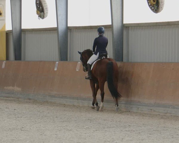 Reitturnier Frechen-Grefrath - Sonnenhof 2024